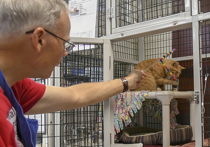 An AWLA volunteer socializes a cat in the adoptions area of the AWLA.