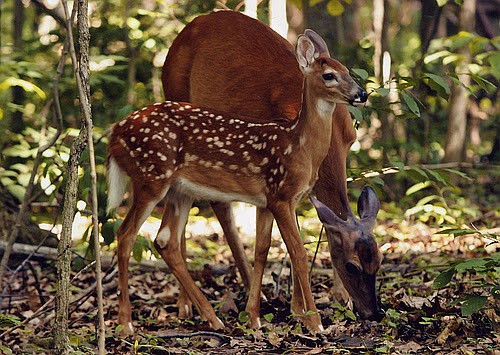 “Doe and Fawn” by Christine Boltz