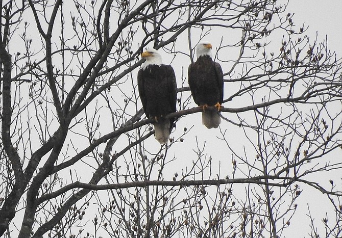 Bald Eagles seen on Thursday, Feb. 7 from across the lake at the Burke Lake Marina.