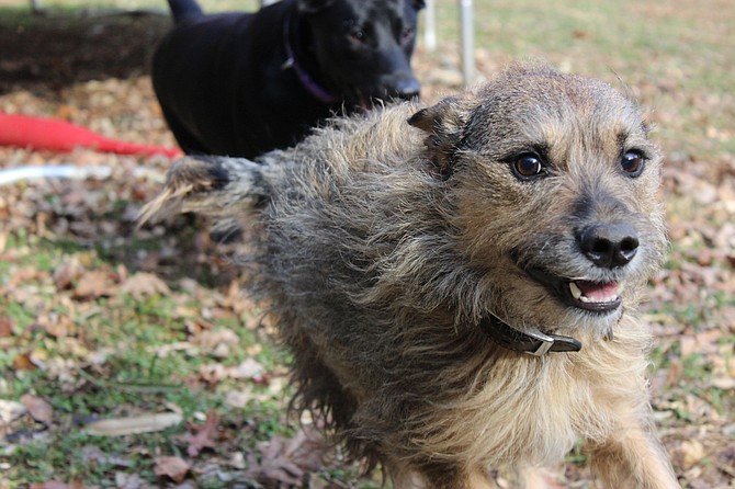 Gus, an adopted terrier mix, is a saving grace to his owner Jeff Knowles, who struggled with sobriety. He says, “It can be cliché to say a dog saved someone, but I have been sober for 6 years and Gus has been my best friend and partner through it all.”