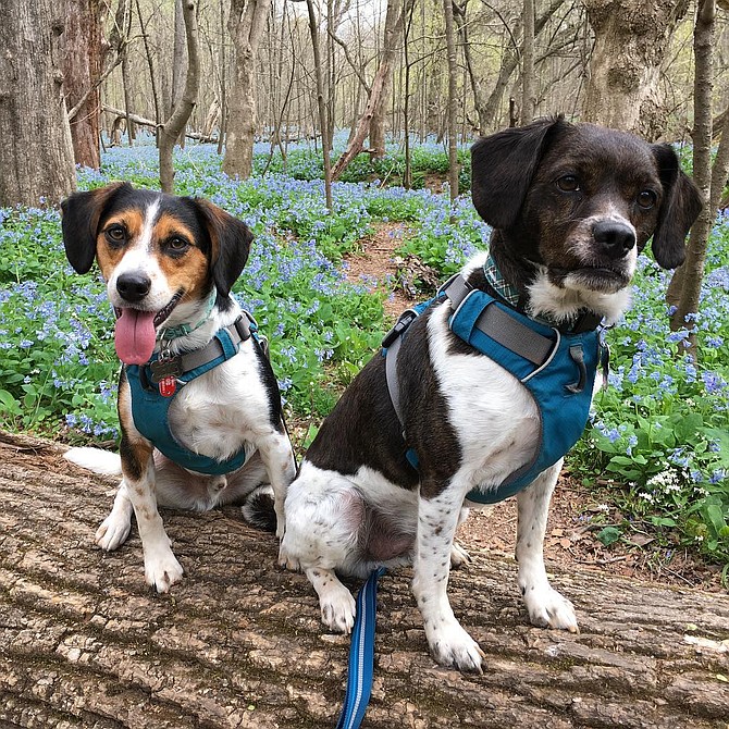 Sully, 4, and Zeke, 3, have brightened the Smith house since their arrival. While Daddy, Lindsey Smith, stays busy as chief of staff to Braddock Supervisor John Cook, Mommy, Jill Westeyn, spends her days as a Federal employee but volunteers many hours to the Fairfax County Animal Shelter and is on the Board of the Friends of the Fairfax County Animal Shelter.
Sully and Zeke love to hike and take naps on their loving humans. For Halloween this year, Jill made Mario and Luigi costumes and won a couple of contests. I live in Oak Hill in the Sully District, hence the pup's name. Whenever I see former Supervisor Michael Frey, he never asks how I'm doing, only how Sully and Zeke are doing. — Lindsey Smith.