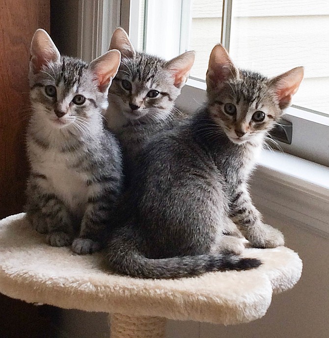 Kittens enjoy foster caregiver Jodi Horton’s Springfield home before returning to the AWLA shelter for adoption.