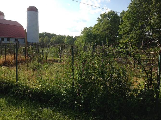 The barn and silo overlook the community gardens at Grist Mill.