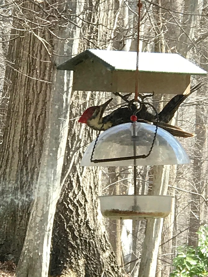 Pileated woodpecker in Potomac.