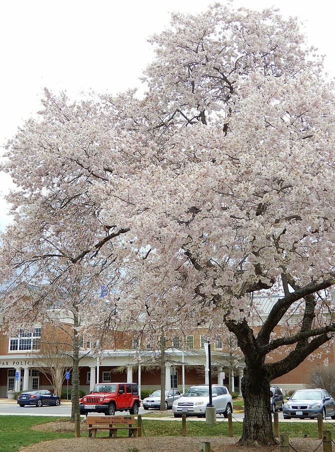 A huge cherry tree in front of the Fairfax City Police Station.