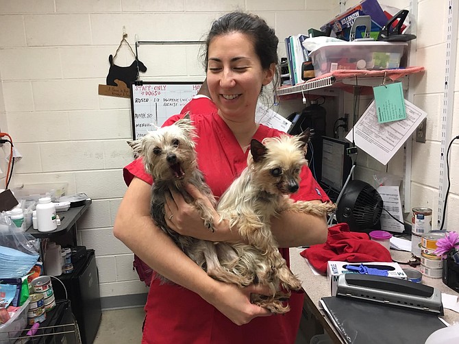 Animal Care Associate Elena Carver holds two dogs who joined staffers in an office for the day.