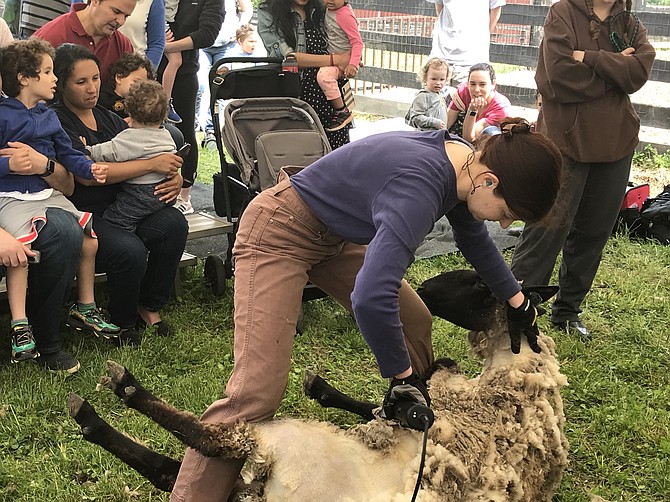 Katie Cannon at Frying Pan Farm Park demonstrates how to shear a sheep, safely laying Elle on her right side, ensuring that none of Elle's feet or legs touch the ground, as she might struggle if she senses she can regain her footing.