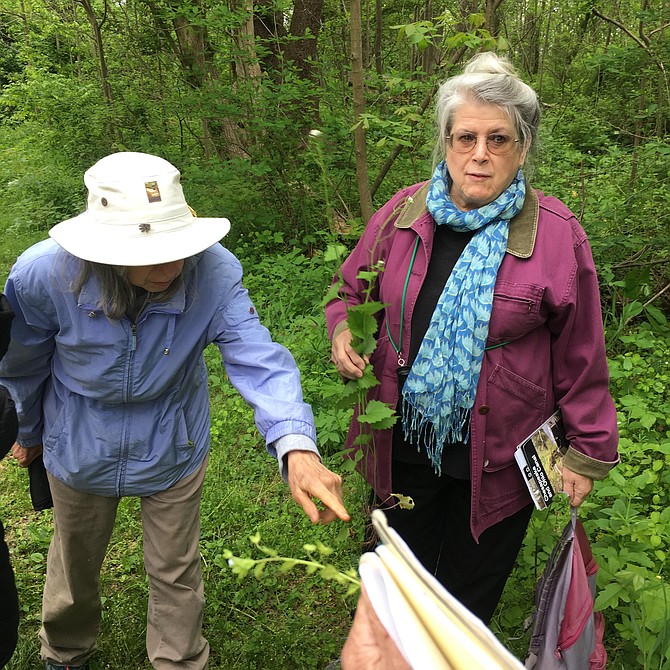 Members of Potomac Community Village and guests gathered at Violettes Lock on the C&O Canal for a wildflower walk led by member Ginny Barnes.