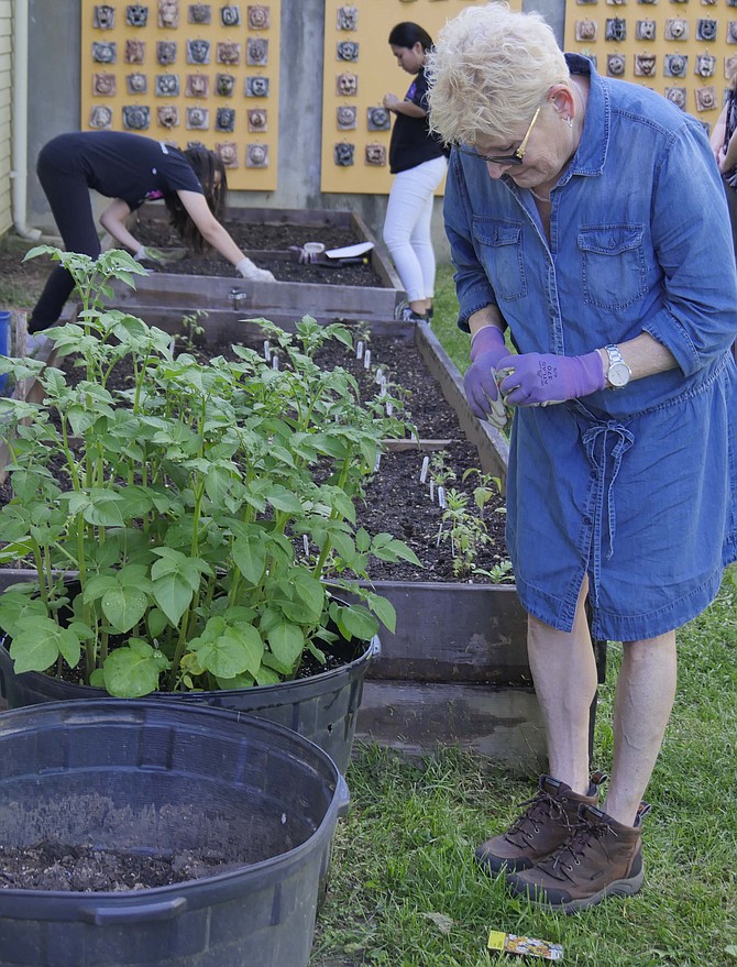 Ramoni Lukstele, an intern Master Gardener, checks out the bin of potatoes and speculates on when they might be ready to dig up.