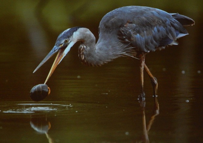 A great blue heron toying with a turtle.