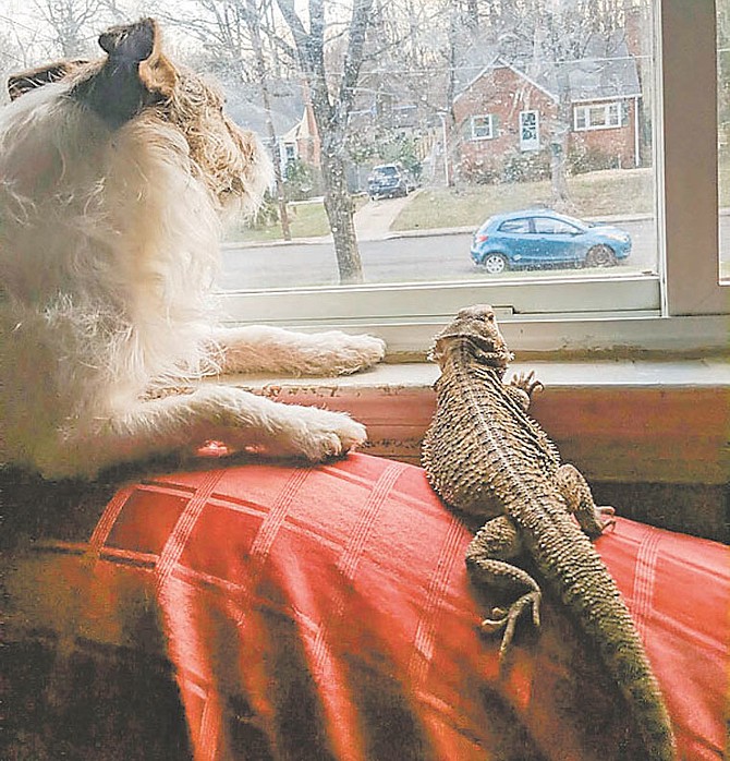 Bearded dragon Spaghetti Blueberry and her canine housemate check on what’s going on outside.