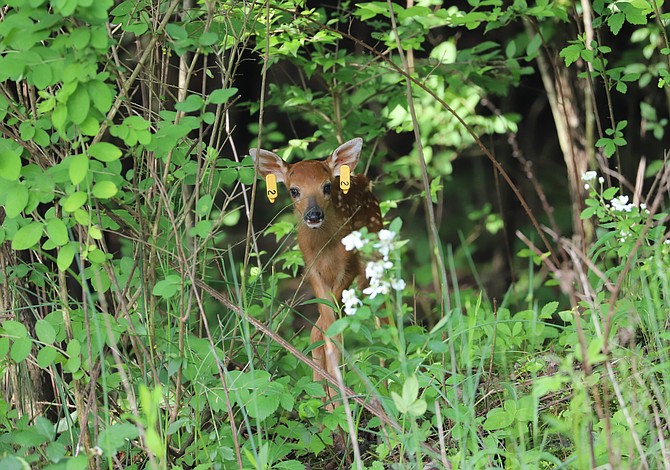 A young fawn with ear tags (#2) in place. If you find a fawn, leave it alone. Call county wildlife ecologists at 301-962-1353 to help with the fawn tagging program.