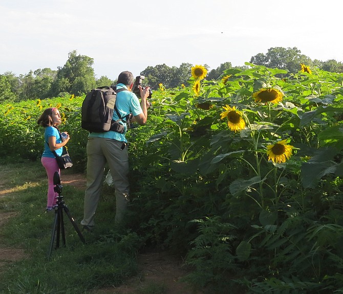 Photographers, families, birders and nature lovers of many kinds flocked to the sunflower fields at McKee Beshers Wildlife Management Area off River Road.