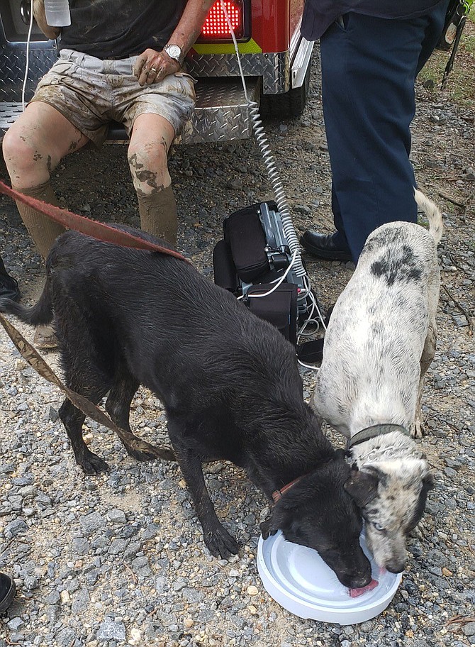 Two dogs barking got the attention of a passing bicyclist and persisted until the bicyclist found their owner, 87, who was so stuck in the mud it required rescue workers and special tools to get him free. Here the dogs enjoy a well-deserved drink, with their owner’s mud-covered legs visible behind them.