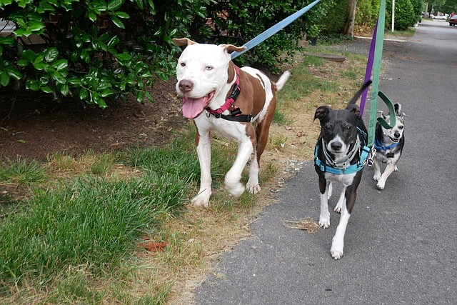 Peedee (left) and his new siblings enjoy each other on a walk. The formerly lame Peedee doesn’t want to stop.