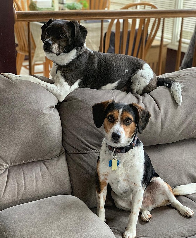 Couch pups.