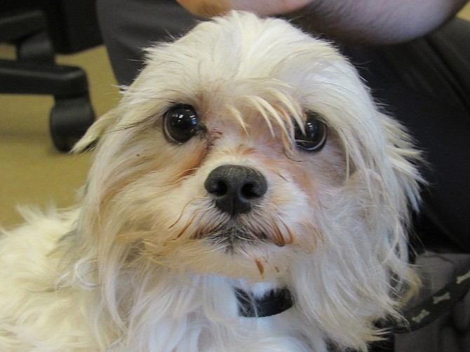 Sherlock, a 2-year-old Bichon Frise mix, was attacked by another dog. His owners could not afford his medical care, so they surrendered him to MCASAC.