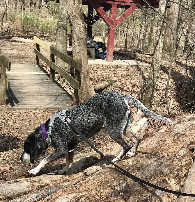 Nanny explores Theodore Roosevelt Island.