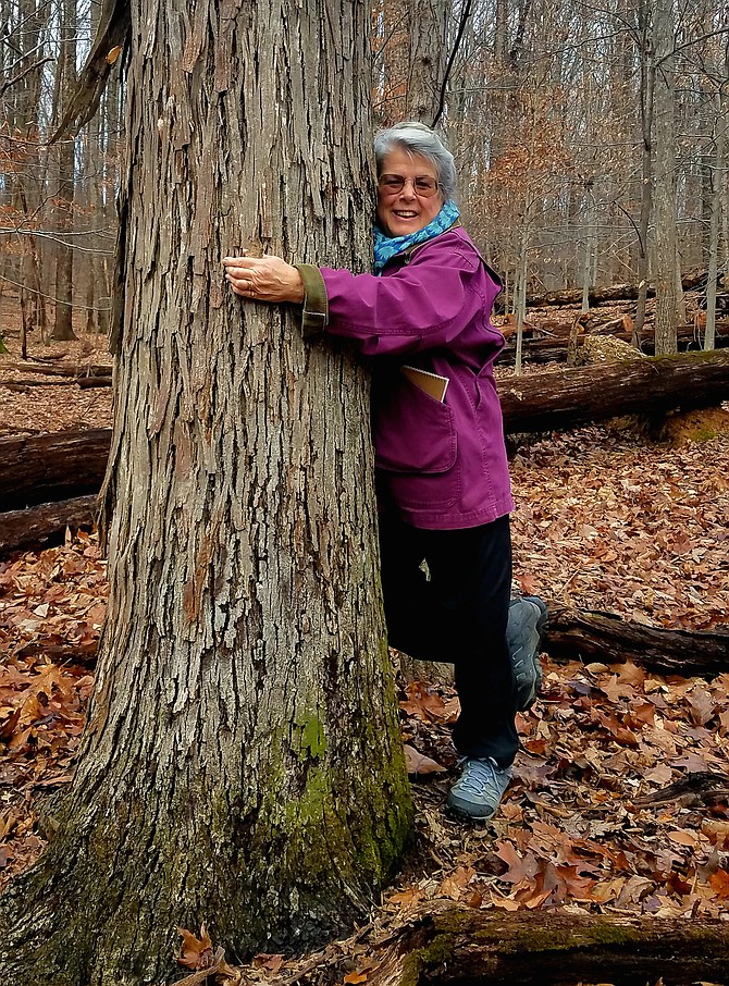 Ginny Barnes on the New Year's Day walk at Blockhouse Point hugging tree friend, a Shagbark Hickory.