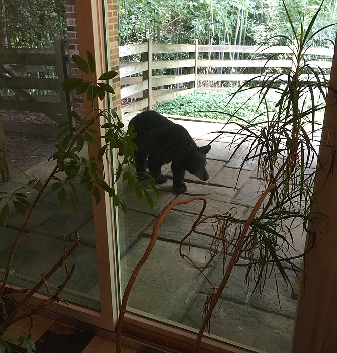 Young bear on patio in Potomac recently: Eugene Roesser reports: “This was our visitor yesterday at our Fox Hunt Lane home. USDA is tracking this guy who apparently was thrown out of the den by his mother and has been on the move for about three weeks in the area in search of territory of his own. First time in 57 years out here that we have seen one here.”