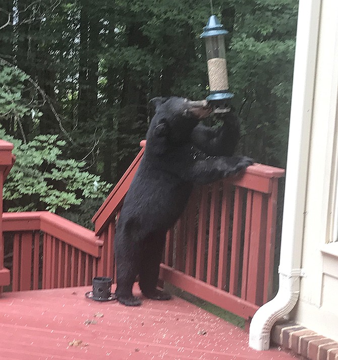 Bear on the Deck.