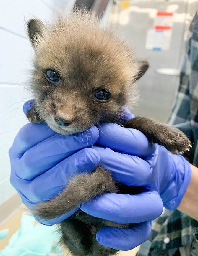 A baby fox, assisted by AWLA Animal Services. Wildlife are a key part of the ecosystem of Alexandria.