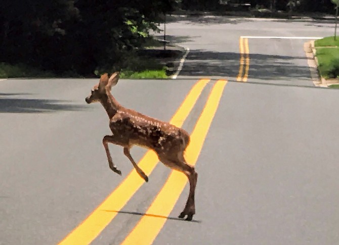 A fawn crosses the road earlier this summer.