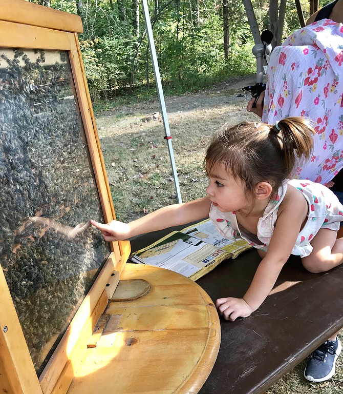 Layla Kenny, 2, checks out life inside a beehive at NatureFest 2019, a Town of Herndon partnership with the nonprofit organization, Friends of Runnymede Park.