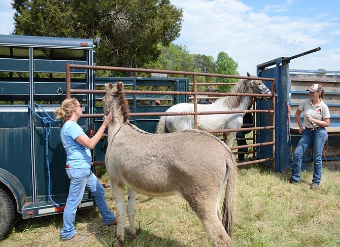 A burro is used to help guide a wild mustang into its new owner’s trailer as part of the Bureau of Land Management’s wild equine adoption event in Lorton 2017.