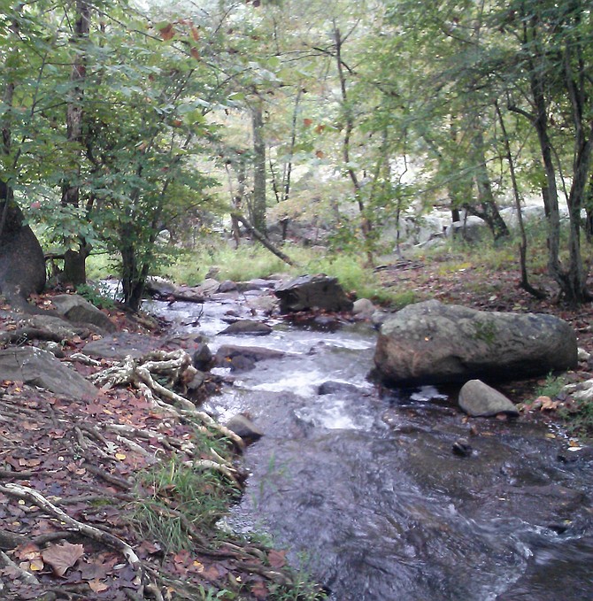 Forested streamside buffers are critical to protecting water quality and aquatic ecosystems.  Also called riparian buffers, they help control stormwater erosion, decrease pollution and provide wildlife habitat. Minimal buffer size should be at least 100 feet on each side of a stream or river.  (Photo Credit: Carol Falk).