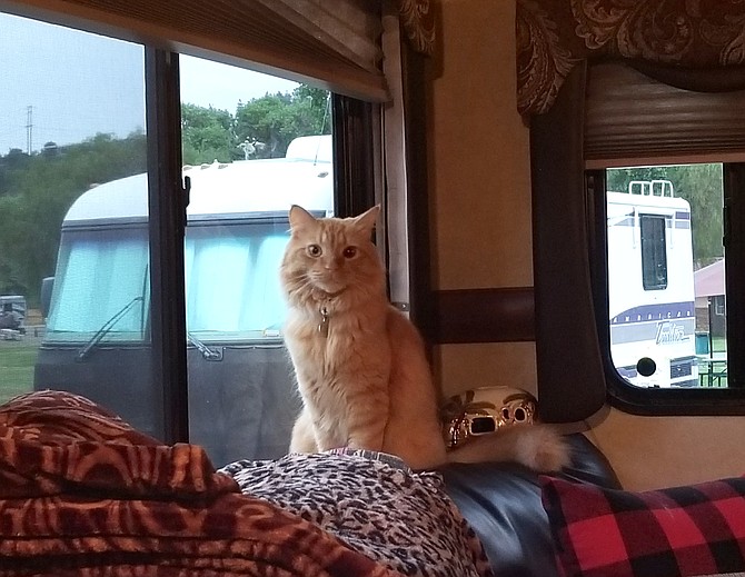 Ranger’s window on the world, his favorite spot in the Taylors’ camper.