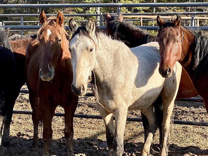 Wild horses naturally form bands at the Wild Horse & Burro event.