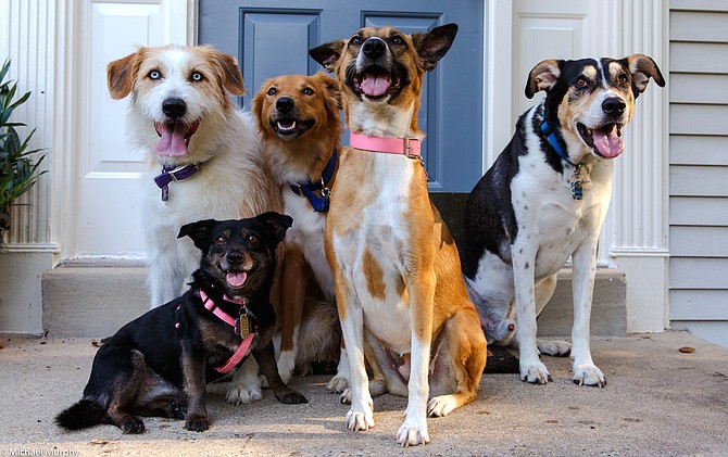 Michael and Kimberly Murphy’s five  dogs standing in front of their front door in North Reston (Northpoint area).