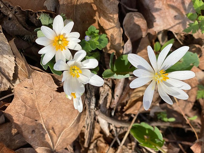 Bloodroot wildflowers greet visitors to Riverbend Park.