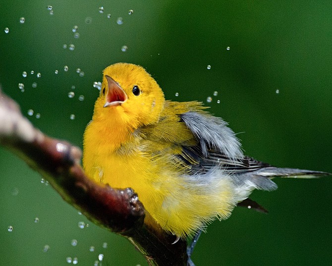 Grand prize photo by Randy Streufert (Prothonotary Warbler).