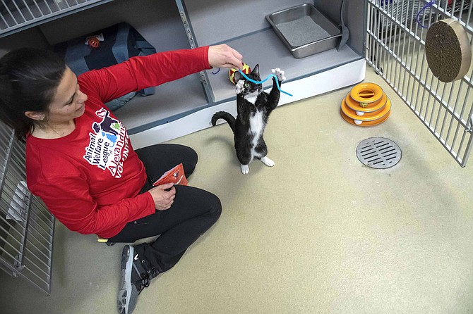 A Little 'TLC' Makes All the Difference for Many Shelter Cats in Alexandria