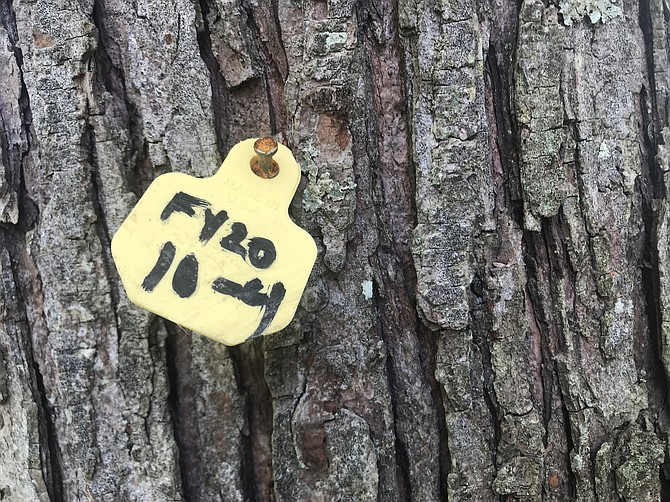 Tree at Swains Lock campground, tagged for removal?