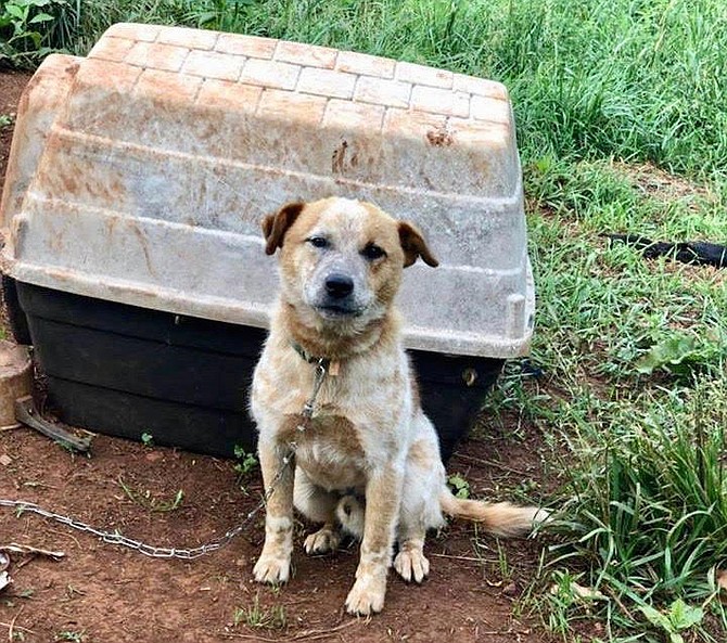 Dogs tied outside in Virginia await new weather and tethering protections effective July 1.