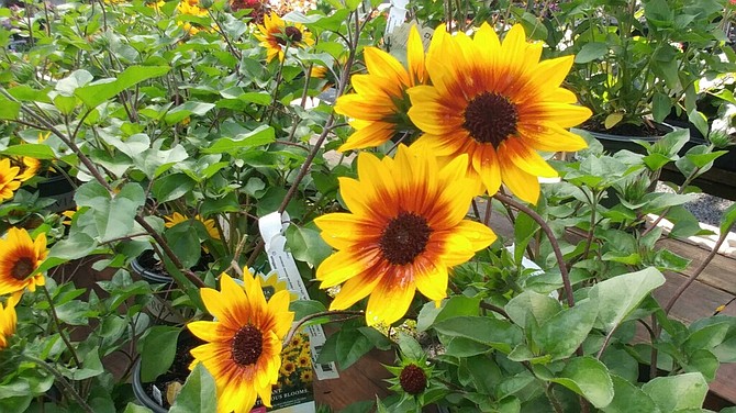 Sunflowers make great backdrops in summer gardens.