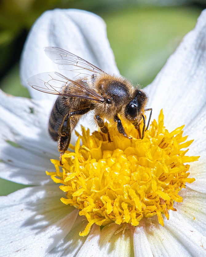 Bees are just one of the pollinators needed for the foods we eat.