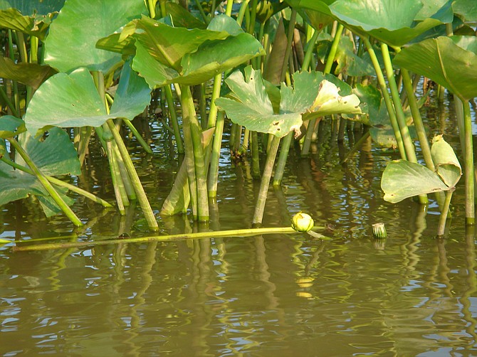 Spatterdock or yellow pond lily.