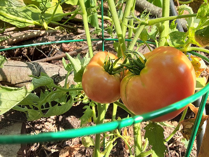 A Springfield garden has brought the Petersen family horticulture knowledge and vegetables.