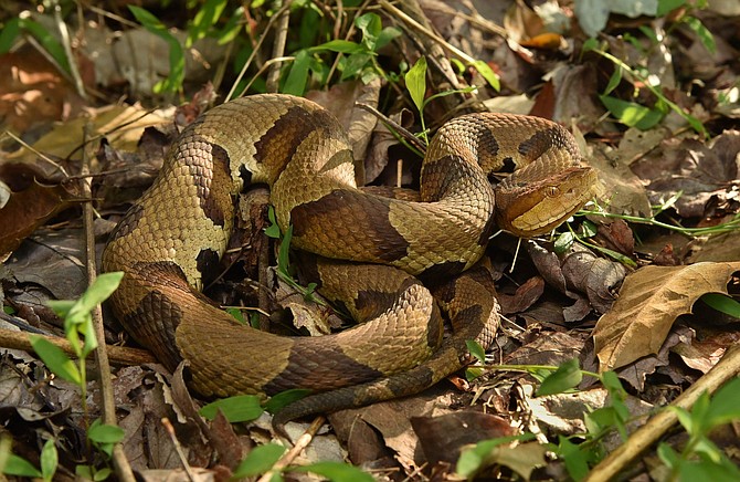 Copperhead with typical “saddle” or camouflage pattern.