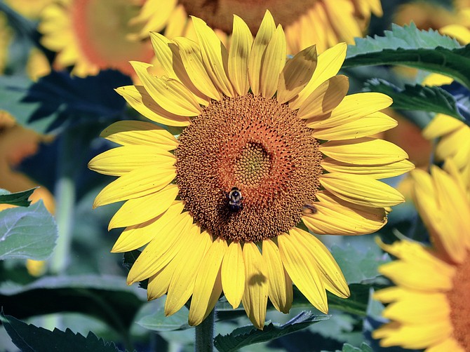 McKee Beshers Wildlife Management Area in Poolesville plants multiple fields of sunflowers each year, blooming in mid-to-late July.