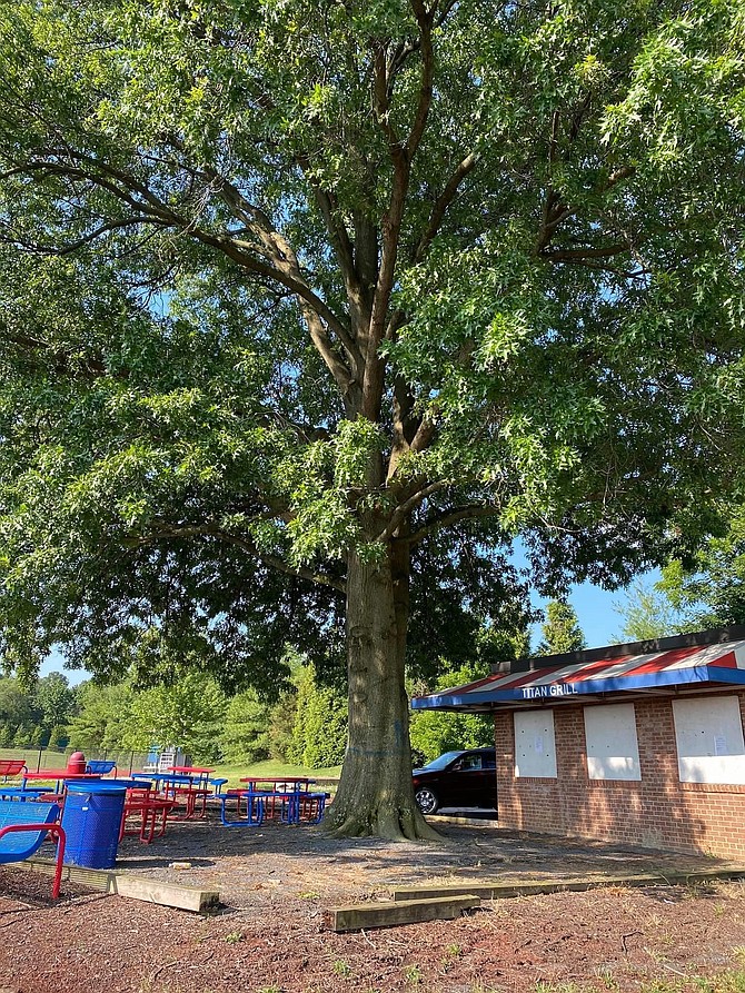 A 150-year-old oak tree on the campus of T.C. Williams High School is slated for removal to make way for a new concession stand.