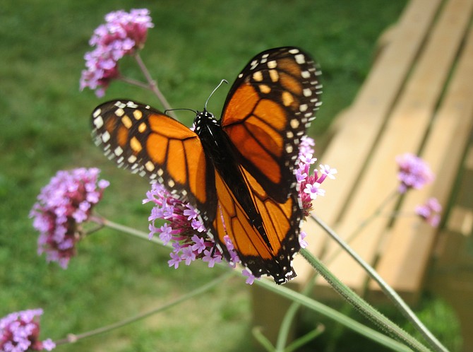 Monarch butterfly in Dyke Marsh.