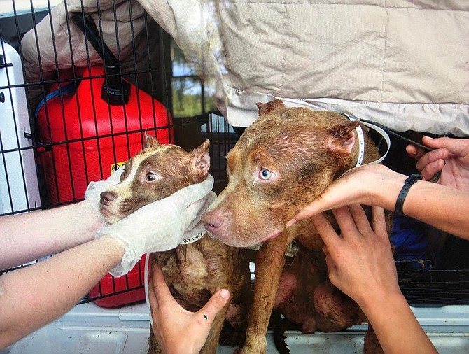 Left in a small crate together for a week without food or water, these pit bulls barely survived, hopefully to find a better life. With cut ears, they were destined for the fighting pit.