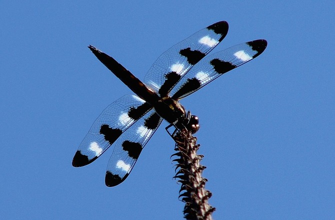 Twelve-spotted Skimmer.