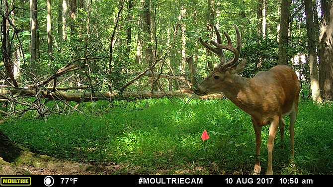 Bow hunting deer is allowed in certain areas as a deer population control measure.