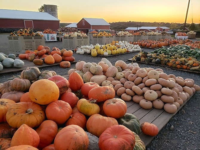 Homestead Farm, in the Agricultural Reserve, is a major destination this time of year.
15604 Sugarland Road, Poolesville, Md. 20837
Open Every Day in October, 9am - 5pm, 7 Days a Week, Rain or Shine.
Face coverings required in market and enclosed areas; Market offers: Apple Cider, Pumpkins, Fall Squash & Gourds. Pre-Picked Apples, Local Honey, Fruit Preserves, Various Produce; Pick-Your-Own on Farm (requires admission); Pick-Your-Own Pumpkins: 65 cents per pound; No hay rides this season.